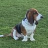 basset52