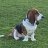 basset52