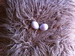 eggs.JPG